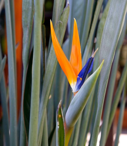 Strelitzia juncea
